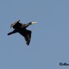 Cormorano in volo
